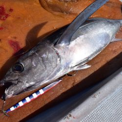 渡船屋たにぐち 釣果