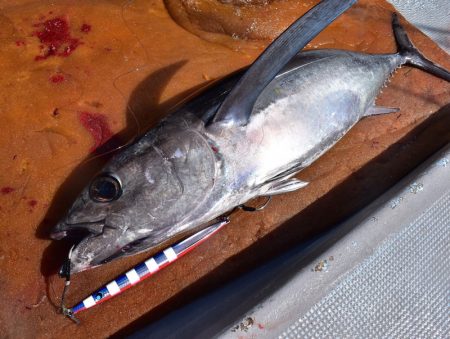 渡船屋たにぐち 釣果