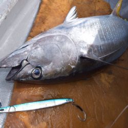 渡船屋たにぐち 釣果