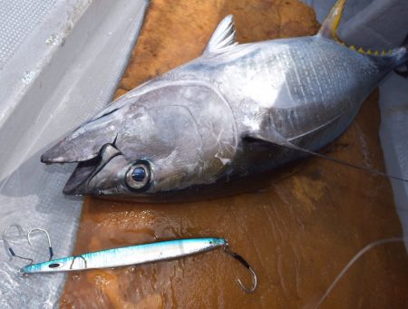 渡船屋たにぐち 釣果