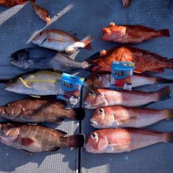 渡船屋たにぐち 釣果