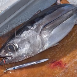 渡船屋たにぐち 釣果