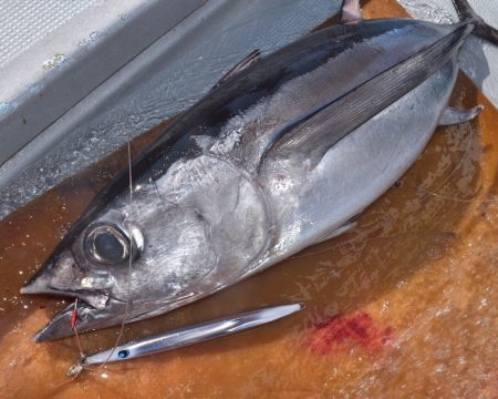渡船屋たにぐち 釣果