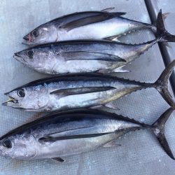 渡船屋たにぐち 釣果