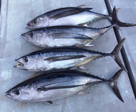 渡船屋たにぐち 釣果