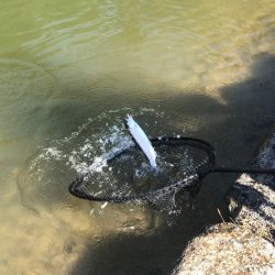 白州トラウトフィッシングエリア　シルフ 釣果