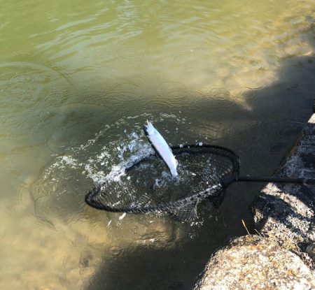 白州トラウトフィッシングエリア　シルフ 釣…