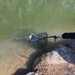 白州トラウトフィッシングエリア　シルフ 釣果