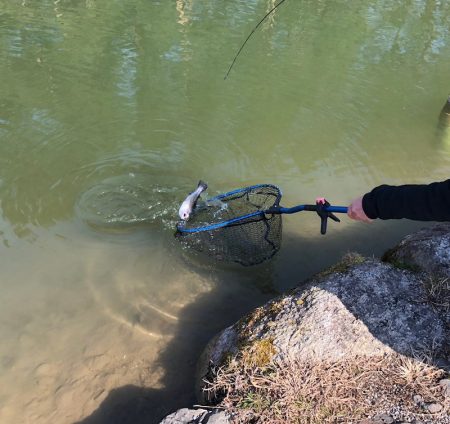 白州トラウトフィッシングエリア　シルフ 釣果