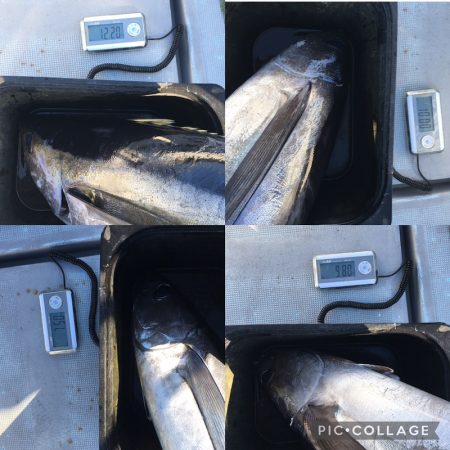 渡船屋たにぐち 釣果