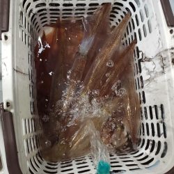 シーライオン 釣果