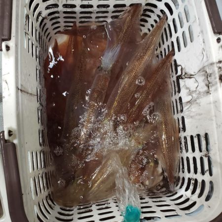 シーライオン 釣果