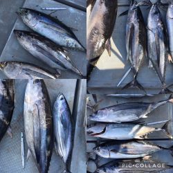 渡船屋たにぐち 釣果