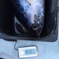 渡船屋たにぐち 釣果