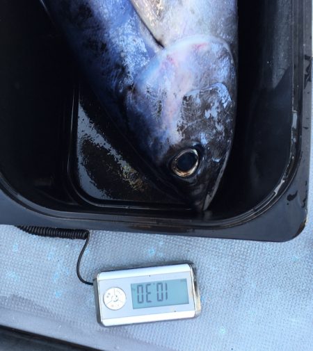 渡船屋たにぐち 釣果