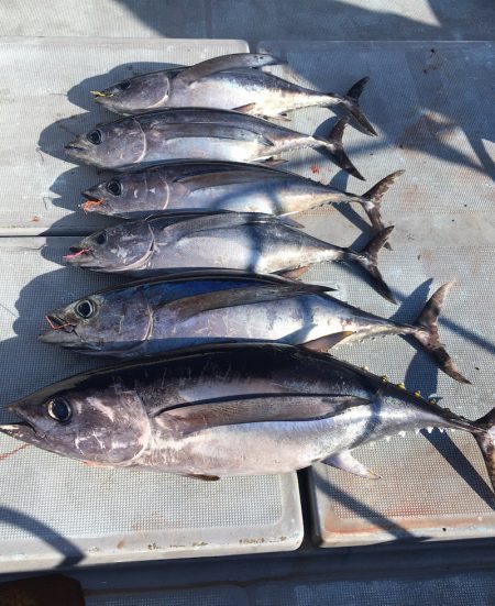 渡船屋たにぐち 釣果