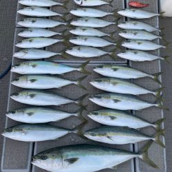 SeaRide(シーライド) 釣果