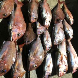 龍神丸（鹿児島） 釣果