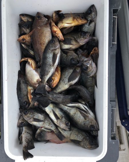 フィッシング　キッタカ 釣果