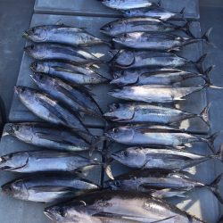 渡船屋たにぐち 釣果