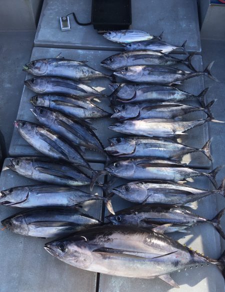 渡船屋たにぐち 釣果