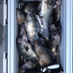 フィッシング　キッタカ 釣果