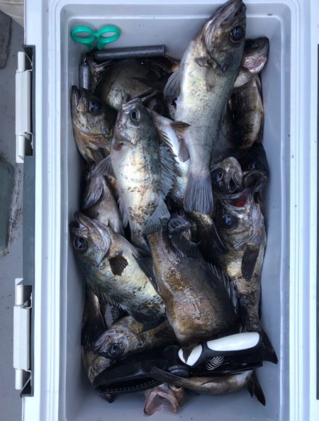 フィッシング　キッタカ 釣果