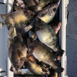 フィッシング　キッタカ 釣果