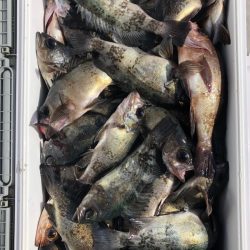 フィッシング　キッタカ 釣果