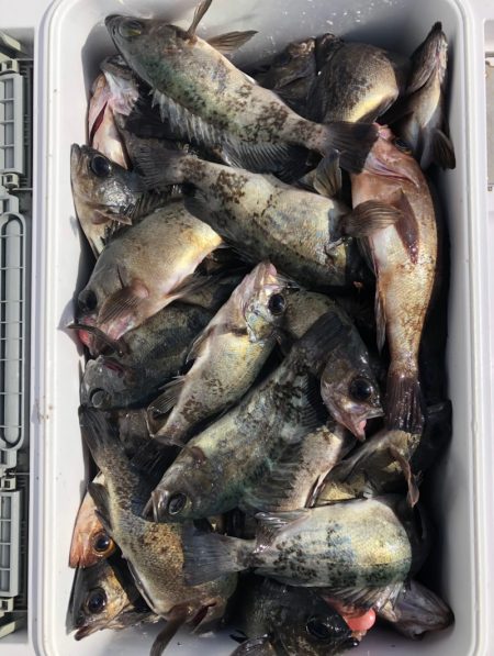 フィッシング　キッタカ 釣果