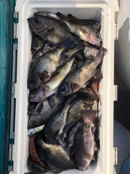 フィッシング　キッタカ 釣果