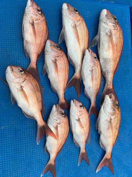 釣鯛洋 釣果
