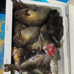 ヤザワ渡船 釣果