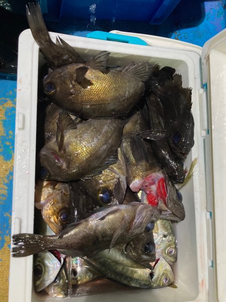 ヤザワ渡船 釣果