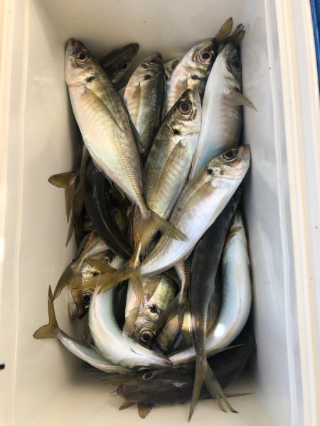 ヤザワ渡船 釣果