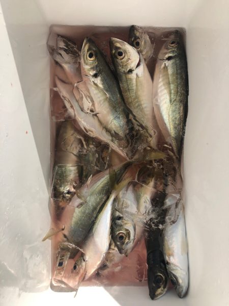 ヤザワ渡船 釣果