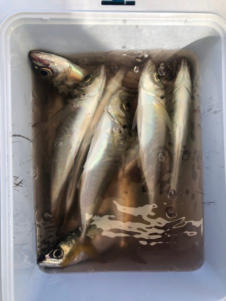 ヤザワ渡船 釣果