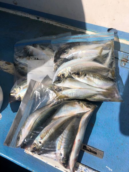 ヤザワ渡船 釣果