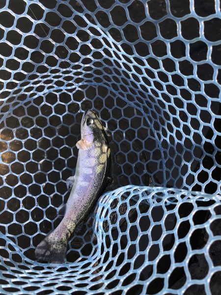 白州トラウトフィッシングエリア　シルフ 釣…