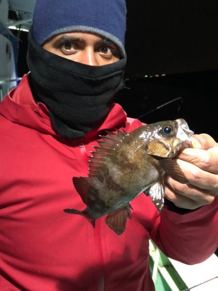 ヤザワ渡船 釣果