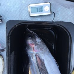 渡船屋たにぐち 釣果