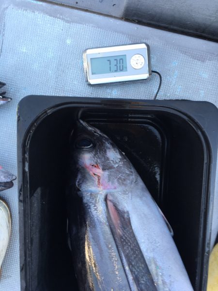 渡船屋たにぐち 釣果