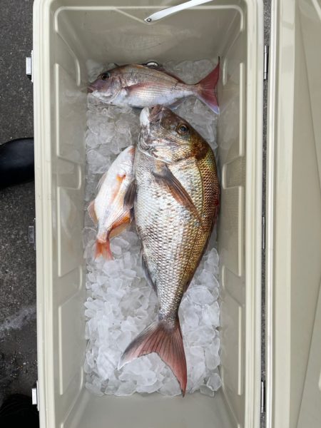 さくら丸 釣果