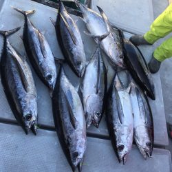 渡船屋たにぐち 釣果