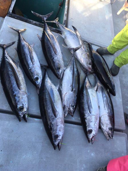 渡船屋たにぐち 釣果