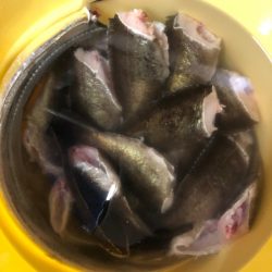 Ｖ−７ West 釣果