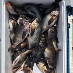 フィッシング　キッタカ 釣果