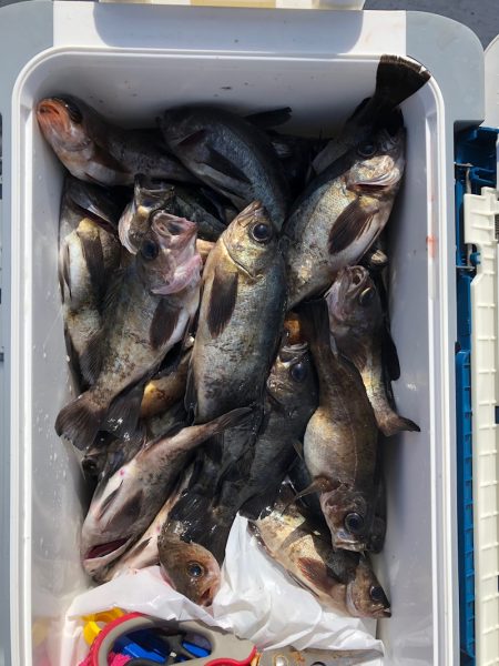 フィッシング　キッタカ 釣果