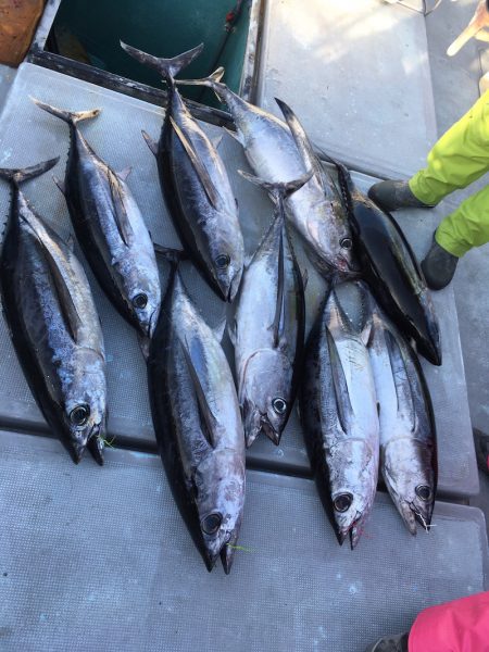 渡船屋たにぐち 釣果