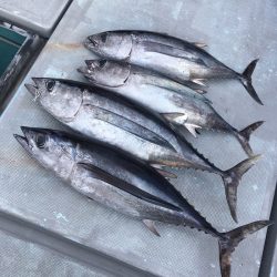 渡船屋たにぐち 釣果